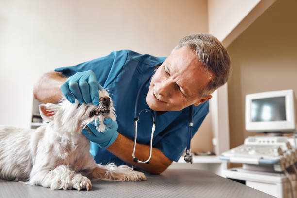Best Emergency Root Canal Treatment in Spring Mount, PA